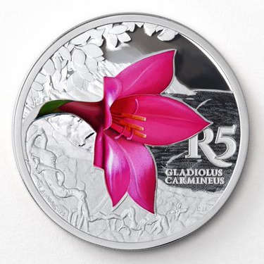 2016 Colored Silver R5 - Cliff Gladiolus - Sealed