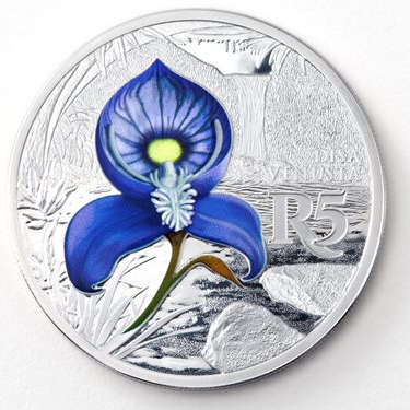 2016 Colored Silver R5 - Blue Bearded Disa - Sealed