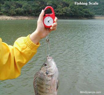 Fishing and multifunction scale