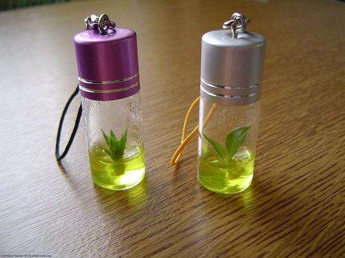 Amazing Accessory - Live Miniature Lucky Bamboo in a Bottle (blue gel, silver top)