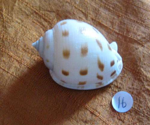 Sea Shell:  Scotch Bonnet Shell