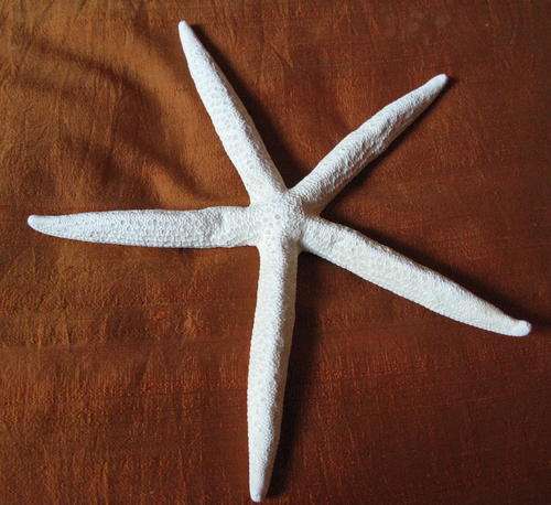 Sea: Large White Philippine Finger Starfish