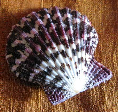 Sea Shell: Natural Royal Cloak Scallop Pair