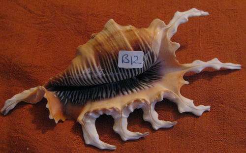 Sea Shell: Lambis Scorpio