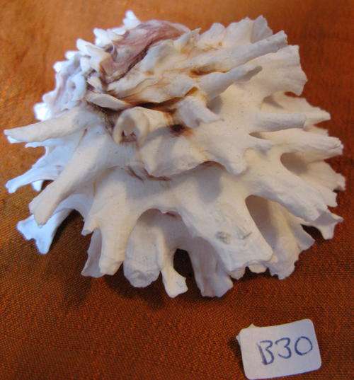 Sea Shell:Chalma Lararius Pair