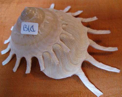 Sea Shell: Carrier Shell - Very rare Shell!!