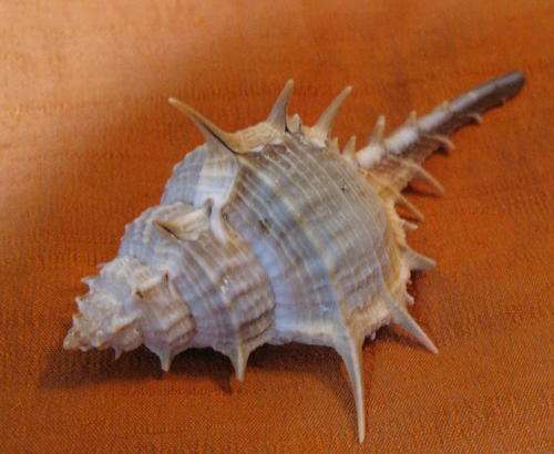 Sea Shell: Brown Turnispinas Murex 11cm long