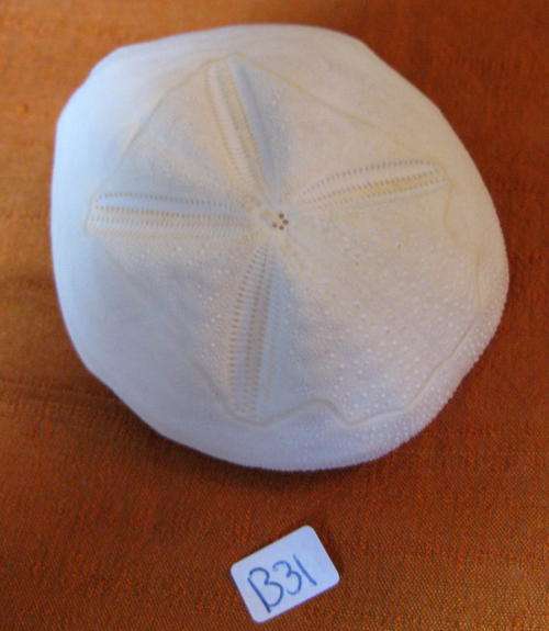 Sea Shell: Puffer Sand Dollar
