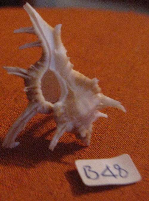 Sea Shell: Murex +-4cm - Rare little Shell!
