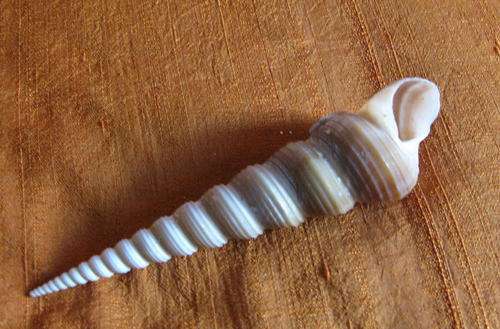 Sea Shell: Brown Turitela Shell