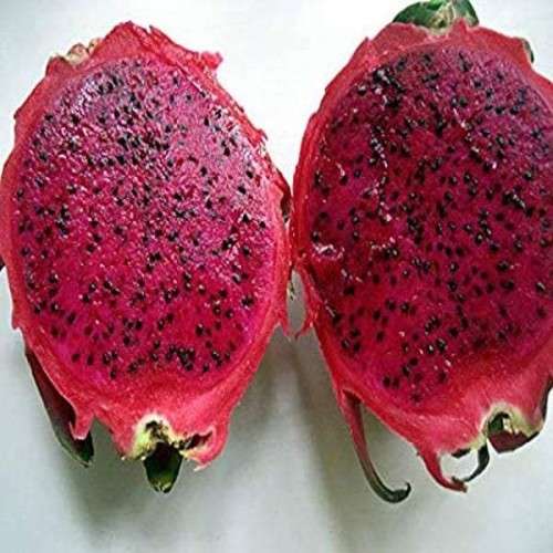 Ruby Red Dragon Fruit Cuttings