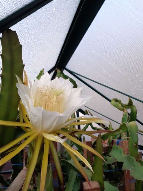 Ruby Red Dragon Fruit Cuttings