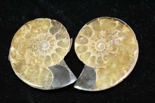 Polished Ammonite Halves