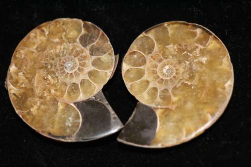 Polished Ammonite Halves