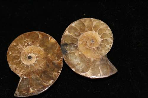 Polished Ammonite Halves