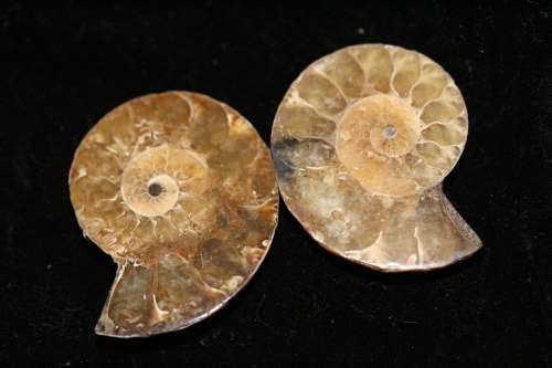 Polished Ammonite Halves