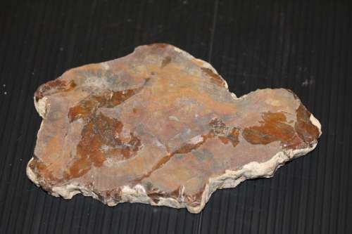 Fossil Wood Slice