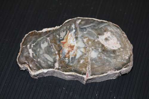 Fossil Wood Slice