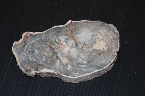 Fossil Wood Slice