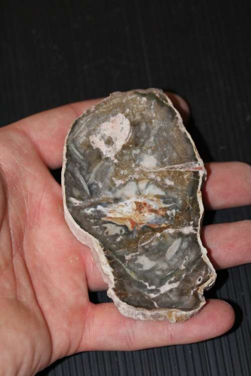 Fossil Wood Slice