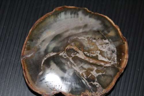 Fossil Wood Slice