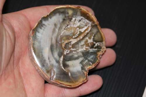 Fossil Wood Slice