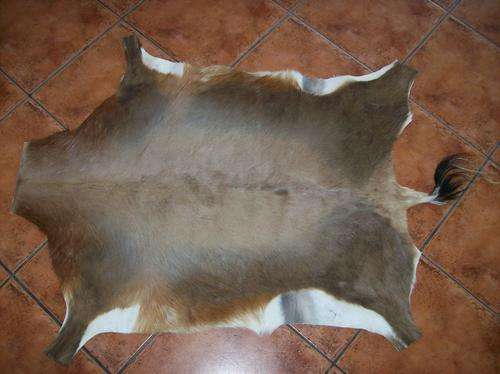 Tanned Blesbok Hide - International Quality