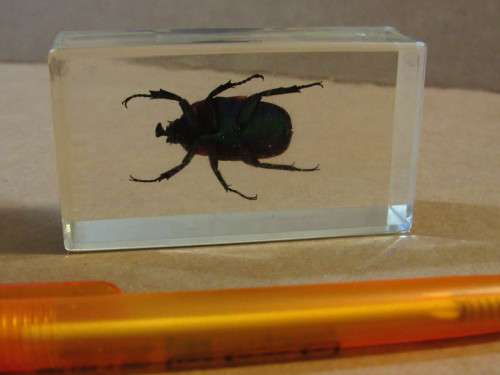 Resin Bug