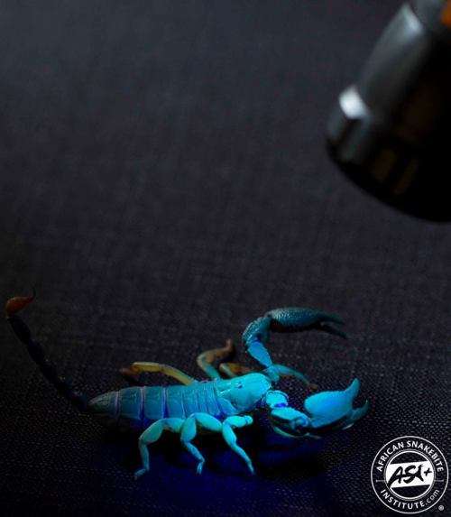 ASI 51 LED Scorpion Torch