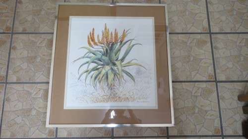 Stunning Framed Watercolour `Aloe Candelabrum` South African Artist Eric Judd (1935-Present). Signed