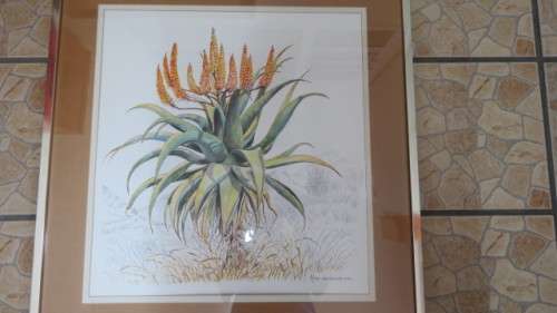 Stunning Framed Watercolour `Aloe Candelabrum` South African Artist Eric Judd (1935-Present). Signed