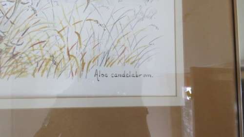 Stunning Framed Watercolour `Aloe Candelabrum` South African Artist Eric Judd (1935-Present). Signed