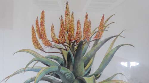 Stunning Framed Watercolour `Aloe Candelabrum` South African Artist Eric Judd (1935-Present). Signed
