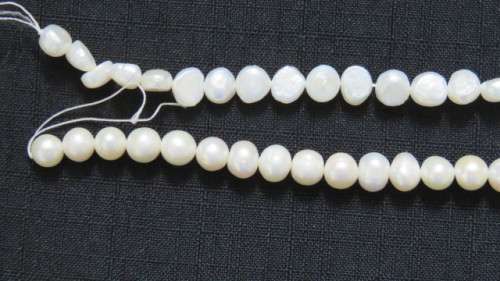 Two Strings of Cream Freshwater Pearls. No Clasps. Length 36cm and 37cm.