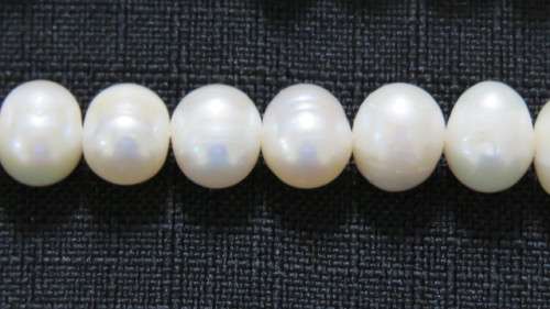 Two Strings of Cream Freshwater Pearls. No Clasps. Length 36cm and 37cm.