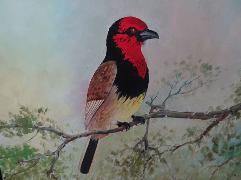 Lovely Oil On Board Painting Of Black Collared Barbet By South African Artist Benjamin Jacobus Davis