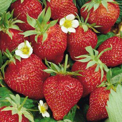 All year strawberry planter. A must have in every home