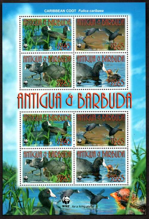 ANTIGUA AND BARBUDA 2009 CARIBBEAN COOT (BIRDS) UMM SHEET. SGMS4263. CV GBP 20+. GOOD VALUE ITEM!