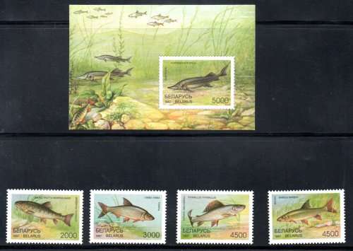 BELARUS 1997 FISHES UMM SET OF (X4) + MINI SHEET. AS PER SCANS. SG246/MS250. LOVELY LOT.
