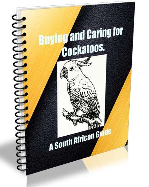 Buying & caring for a Cockatoo. A south African Guide. EBook free shipping