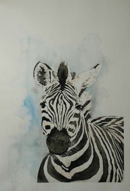 Original Painting by Lorna Pauls - Zebra (297 x 420 mm or 11.7 x 16.5 in)
