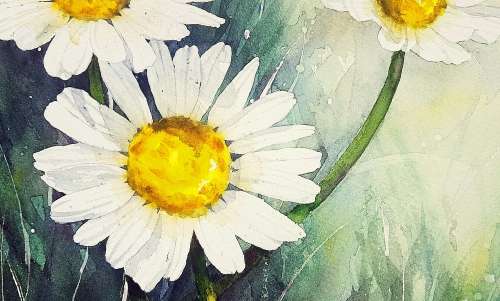 Original Painting by Lorna Pauls - Daisies 2 (37 x 28 cm or 14.5 x 11")