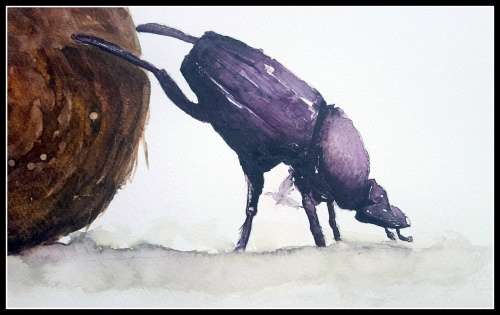 Original Painting by Lorna Pauls - Dung Beetle (55cm x 37.5cm or 21.5" x 14.5")