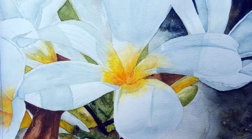 Original Painting by Lorna Pauls - Frangipani 1 (42 x 29.5 cm or 16.5 x 11.5")