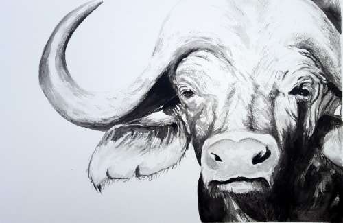 Original Painting by Lorna Pauls - Buffallo Black&White 2 (55cm x 37.5cm)