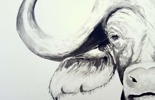 Original Painting by Lorna Pauls - Buffallo Black&White 2 (55cm x 37.5cm)
