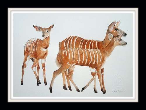 Original Painting by Lorna Pauls - Nyala 1 (27cm x 37.5cm)