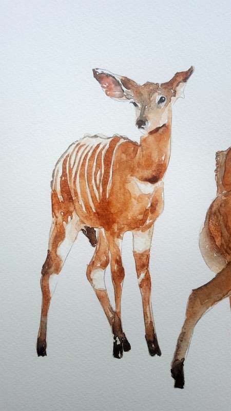 Original Painting by Lorna Pauls - Nyala 1 (27cm x 37.5cm)