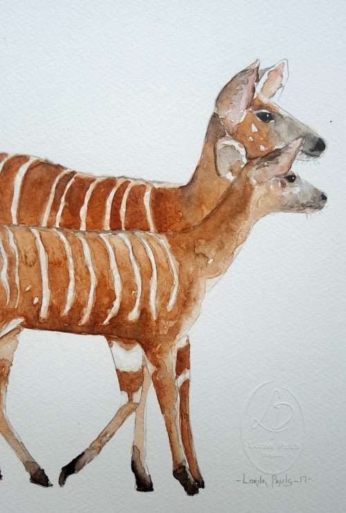 Original Painting by Lorna Pauls - Nyala 1 (27cm x 37.5cm)