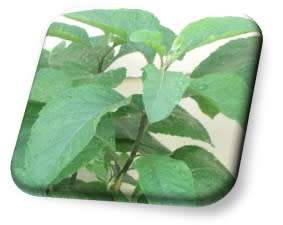 Bitter Leaf Tea. 40 Tea bags